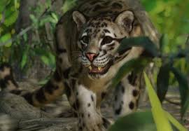 Ich bin eine lebende legende! Clouded Leopard Planet Zoo Wiki Fandom