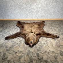 grizzly bear taxidermy mounts rugs