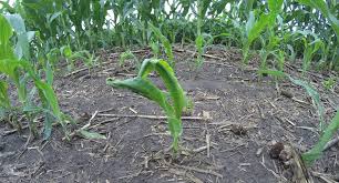 The first and only, exclusively online private crop hail insurance provider on the prairies. Evaluating Early Season Hail Damage In Corn Cropwatch University Of Nebraska Lincoln