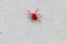 predatory running mite what s that bug