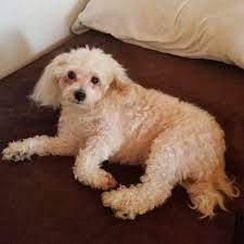 adopt a poodle near chicago il get