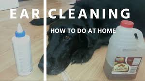 ear cleaning for dogs and cats you