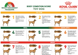 Whats Your Pets Body Condition Score Bloor West