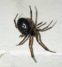 How do you tell the difference between a black widow and a false black widow? Irish Householders On High Alert For False Widow Spiders After Woman Hospitalised Irish Mirror Online