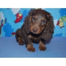 The lovable dachshund puppies website was started in may 2015 and has quickly grown to become the united states leading free dedicated dogs advertising site. Atchley S Dachshunds Dachshund Breeder In Scottsboro Alabama