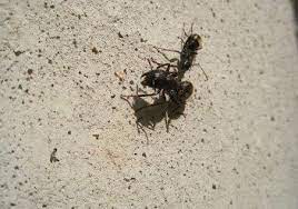 carpenter ants are awake colonial