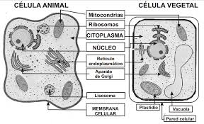 Resultado de imagen para esquema celula