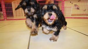 Find cavachon puppies for sale and dogs for adoption. Precious Black And Tan Cavachon Puppies For Sale In Georgia At Puppies For Sale Local Breeders