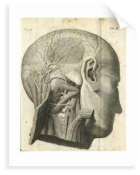 The muscles of the neck run from the base of the skull to the upper back and work together to bend the head and assist in breathing. The Anatomy Of The Neck And Back Of The Head Posters Prints By Unknown