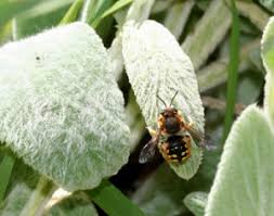 Wool carder bee collecting plant fibers. Wool Carder Bee Bugwoodwiki