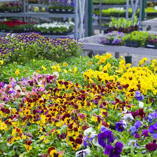 When you head to the garden centre, look for the plants that are displayed under some type of awning that shields them from full sun. 15 Best Annual Flowers Annual Flowers List
