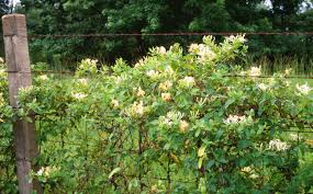 Escape Of The Invasives Top Six Invasive Plant Species In The
