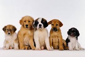 free puppy wallpapers for computer