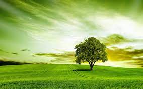 green tree wallpapers top free green