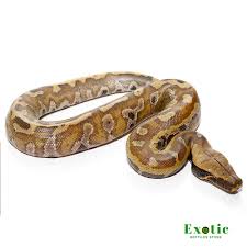 baby bangka blood python exotic