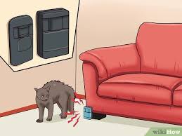 It also works well on fabric, carpet. 4 Ways To Stop A Cat From Clawing Furniture Wikihow