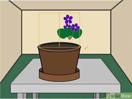 African violet is one of the most sold indoor plants the world over. 3 Ways To Grow African Violets Indoors Wikihow