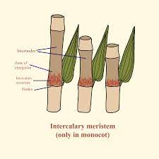 Intercalary meristem at base of Pinus leaves or nodes of grasses is  responsible for (a)Primary growth(b)Secondary growth(c)Phellem formation(d)Abscission  formation