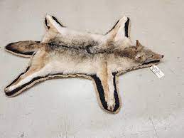 nice coyote rug taxidermy proxibid