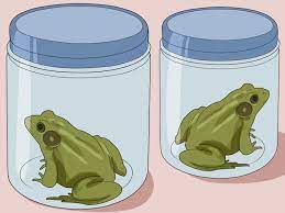 Used to do this at home in our pond when i was younger and found. 3 Ways To Catch A Frog Wikihow
