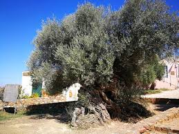 the oldest olive tree in the world