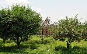 •jaspi®, julior®, krymsk®1 controller 5, and sharpe (60%) • krymsk® 2 (50%). Fruit Tree Sizes Stark Bro S
