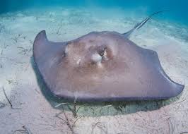 See more of the steve irwin stingray experience on facebook. Stingray F You Stingray We Loved Steve Irwin List Land
