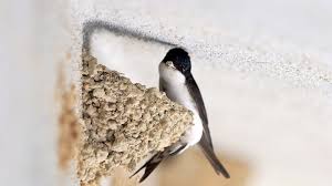 Swallow Bird House The Best Type How