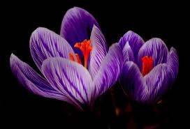 benefits of saffron for skin bloomybliss
