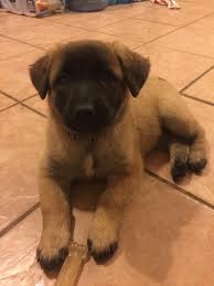 Will be ready for new home n adoption very soon in a week time to be precise a 16 weeks old, healthy, aggressive, intelligent and agile plush coated german shepherd puppies available for news homes. My New German Shepherd And Lab Mix 6 Weeks Old Meet Maggie Rarepuppers