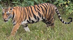 Tiger - Wikipedia