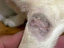 dog mast cell tumor non surgical