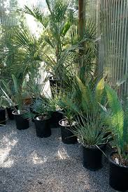 Planting Palms Gardening Solutions