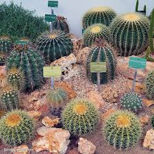 Desert Plants At The Jardin Des Plantes