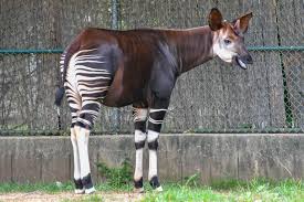 Ituri : dix ans après l'attaque des Maï-Maï, la RFO ne compte aucun animal  Okapi - Congo-kinshasa
