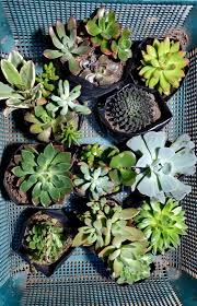Knowing how to identify the different succulent species can help to know how best to care for them. Id Just Got These Gorgeous Plants This Morning Can You Help Me Identify Them I Only Know A Few Succulents