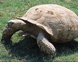 Keeping The African Spurred Tortoise