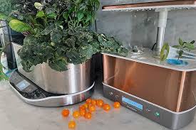 how to grow orange hat cherry tomatoes