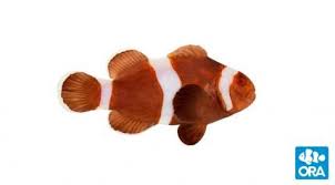 Ora Clownfish Ora Oceans Reefs Aquariums