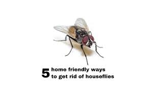 Get Rid Of Houseflies At Home Naturally