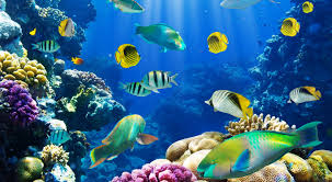 tropical fish wallpapers for
