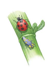 If you live in north america, stick with hippodamia convergens to be on the safe side. How To Attract Ladybugs Lady Beetles To Your Garden Mother Earth News
