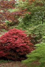 Noted for its miniature size and striking leaf color, acer palmatum 'wilson's pink dwarf' is a particularly charming japanese maple. Gardening 101 Japanese Maple Trees Southern Living