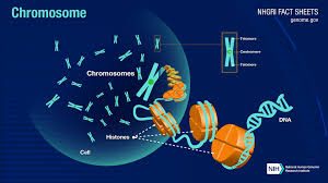 Living things are all the plants and animals found on earth. Chromosomes Fact Sheet