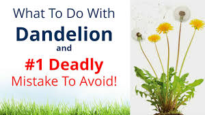 dandelion king of the weeds garden