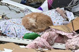 cat who survived tornado is found