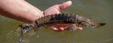 Students Scientists Release 89 Lake Sturgeon Into The