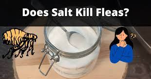 does salt kill fleas yes a step by