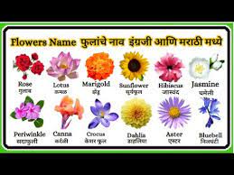 flowers name in marathi फ ल च