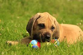 Explore 28 listings for boerboel puppies for sale at best prices. 4 Things To Know About African Boerboel Puppies Greenfield Puppies
